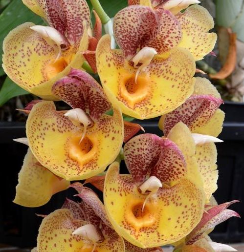 EverSpring Orchids Main Catalog